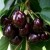 The cherry variety Iput, adored by many gardeners