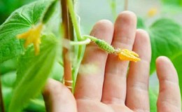 Why do the ovaries of cucumbers fall off and what to do to save your harvest?