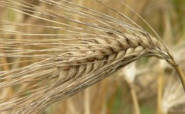 Beware of gluten: does barley contain it?