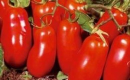 Assorted colors in the beds: yellow and red Rocket tomato varieties and a practical guide to growing it