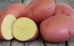 Mid-early potato variety Krasavichik with amazing taste