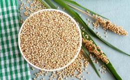 Use of sorghum as feed for poultry and livestock