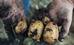 Popular potato variety with high yield Repanka