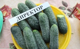 Dutch cucumber Director with long shelf life and stable yield