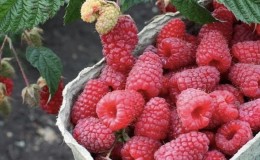 How to care for remontant raspberries in the fall