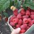 How to care for remontant raspberries in the fall