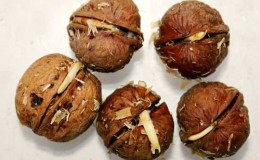How to properly germinate a walnut at home and replant it in the ground