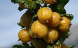 Sweet, frost-resistant gooseberry variety English yellow