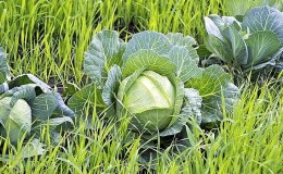 What is the best way to use green manure after cabbage in the fall?