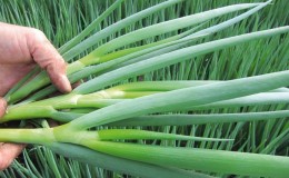 Frost-resistant onion Batun and features of its cultivation