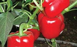 Fertile Hercules pepper, disease-resistant and easy to care for
