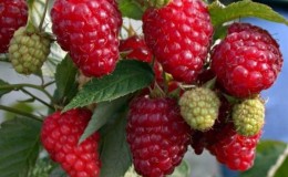 What to do if the taste of the berry harvest is disappointing: why are raspberries unsweetened and how to fix it