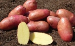 Reliable and beloved by farmers potato variety Alvara from German breeders