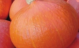 Why do farmers like the Orange Summer pumpkin so much: a hybrid that is easy to care for and indispensable in cooking