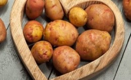 A popular potato variety with excellent taste and good keeping quality Kyiv Svitanok