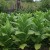 When and how to collect tobacco and properly dry it at home