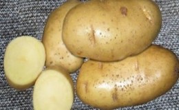 The Lasunok potato variety, beloved by farmers for its ease of care and productivity