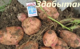 Mid-season table potato variety Zdabytak with elongated oval tubers