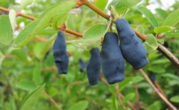 Frost-resistant honeysuckle variety Violet