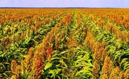 What is Sudanese grass, how is it grown and where is it used?