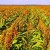 What is Sudanese grass, how is it grown and where is it used?
