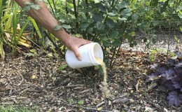 How to feed roses in the fall: the best means