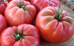 We grow Wild Rose tomato in our garden and enjoy a rich harvest of large and juicy fruits