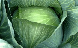 Late-ripening frost-resistant cabbage hybrid Lennox f1