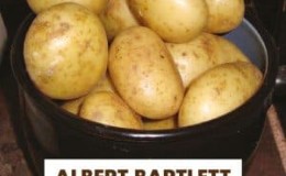 Mid-early table potato variety Isle of Jura
