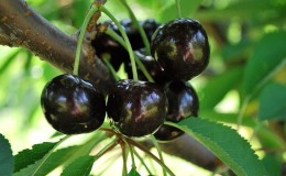 Reliable and suitable for growing in harsh climates, the Leningradskaya black cherry variety