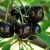 Reliable and suitable for growing in harsh climates, the Leningradskaya black cherry variety