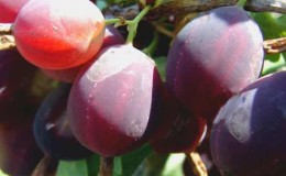 Gooseberry varieties from Belarusian breeders: Ravol, Coral and others