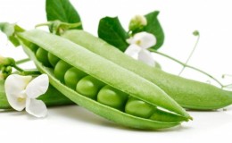 Biological features of peas that are better to know