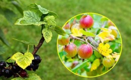 Why gooseberry leaves fall and how to deal with it