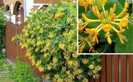 Are honeysuckle honeysuckle fruits edible or not?
