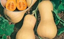 We grow mid-season Guitar pumpkin with large fruits for long-term storage on our plot