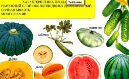 Are watermelon and melon berries or not, and why?