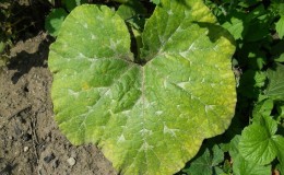 Why do pumpkin leaves turn yellow, what to do and how to prevent the problem from occurring