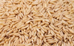 Useful properties and features of growing naked oats