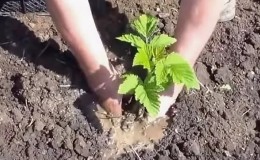 Instructions for properly planting raspberries in summer for beginner gardeners