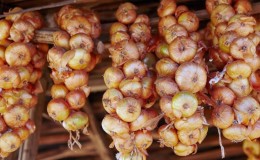 A step-by-step guide on how to preserve onion sets until spring at home