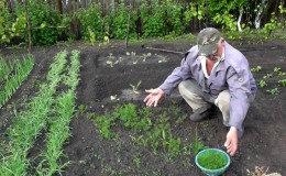 Step-by-step instructions for planting dill on greens in July