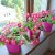 How to grow petunia from seeds at home: sowing seedlings, care, transplanting into open ground