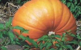 We are setting yield records by growing a giant variety of pumpkin called Hundred Pumpkin on our plot.