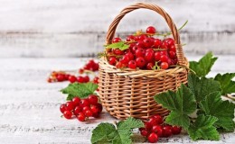 The benefits and harms of red currants for women's health