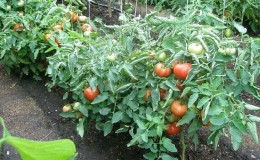 A step-by-step guide to treating tomatoes with metronidazole against late blight: fighting the disease and preventing it