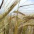 Similarities and differences between wheat and rye in appearance, composition and use