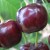 Hybrid of cherries and sweet cherries Miracle Cherry
