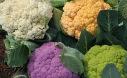 Description and photos of the best varieties of cauliflower