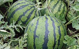 How to plant and grow watermelon correctly